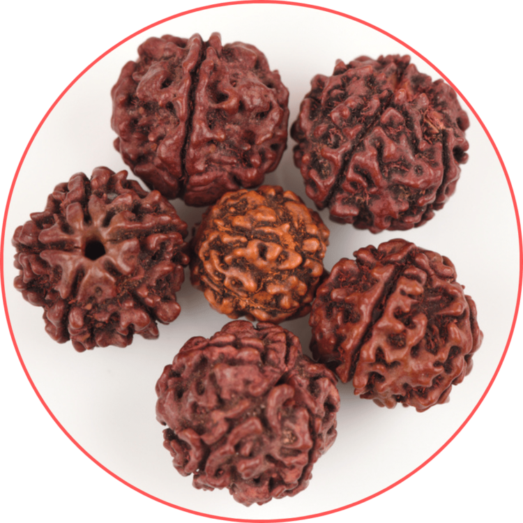 rudraksha